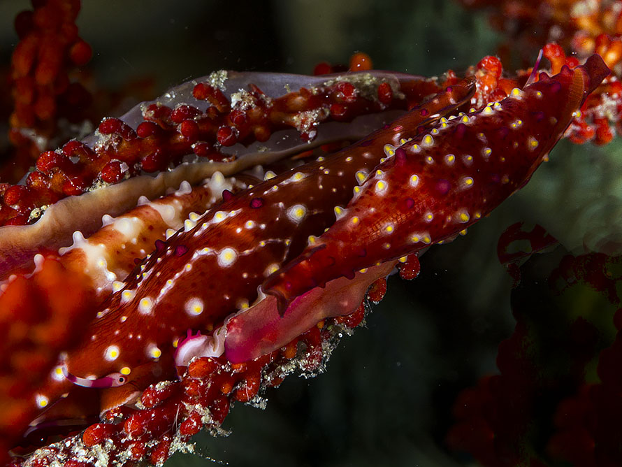 Phenacovolva rosea